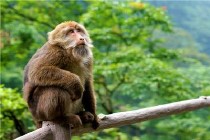 峨眉山猴区地址及注意事项