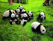 成都大熊猫繁育研究基地